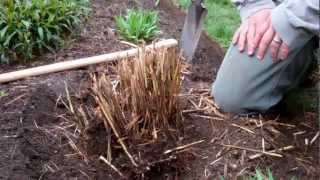 How to Divide Ornamental Grasses [upl. by Nimzaj]