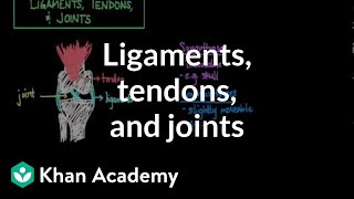 Ligaments tendons and joints  Muscularskeletal system physiology  NCLEXRN  Khan Academy [upl. by Edaj]