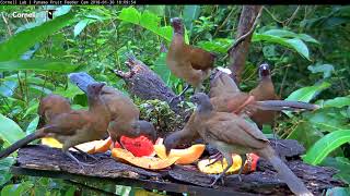 Evening Chachalaca Feeding Frenzy – Jan 30 2018 [upl. by Matthei]