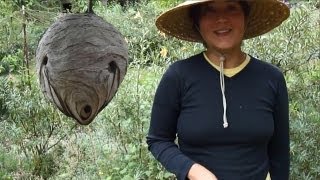 the value of the paper wasp in permaculture [upl. by Anaya]