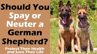 Should You Spay or Neuter a German Shepherd Protect Their Health and Save Their Life [upl. by Carpenter]