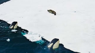 Incredible Orca Hunt  Frozen Planet II  BBC Earth [upl. by Soneson889]