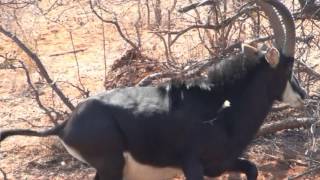 Motsomi Safaris Bow Hunt Sable Branham [upl. by Aihselef]