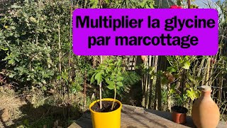 Comment marcotter une glycine [upl. by Anita]