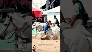 strong defense horse cowgirl rodeo equestrian rodeos cowboys [upl. by Dag]