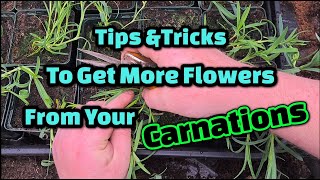 Top tips to get more flowers from your Carnations [upl. by Hoj]