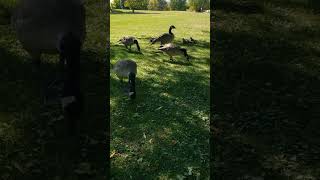 These Geese are so Entertaining [upl. by Paulie854]