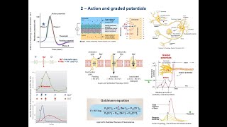 From EPSPsIPSPs to neuron action potential amp coding Steps Concepts amp Mechanisms [upl. by Viveca]