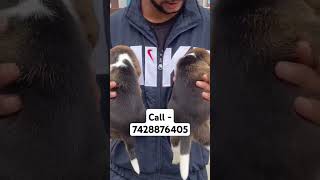 Beagle puppies for sale in delhi ncr music love maanmerijaan newsong happypaws puppylife [upl. by Araeit]