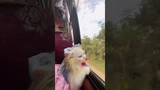 Cholo na jai hariye cat catlover cute funny shorts travel bus love funnycats bangladesh [upl. by Lorilee]