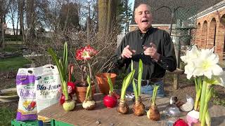 Amaryllis waxed bulbs plant in garden how to plant amaryllis bulbs outside [upl. by Sabsay]