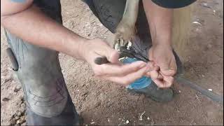 O casqueador Gauchinho dando um trato nos cascos do pônei Bauruzinho 🐴❤️ pônei [upl. by Netsua]