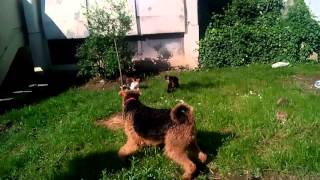 Airedale Terrier Lady MOdesty amp cats 2 [upl. by Aleakim]