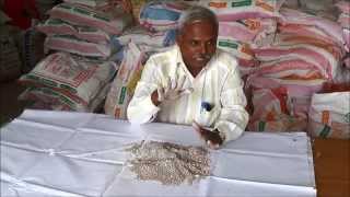 Ragi seed treatment using Azospirillum [upl. by Endys948]