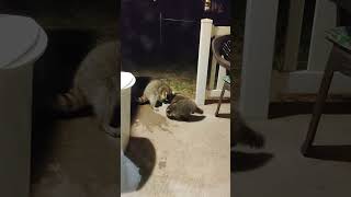 The back porch zoo  feat Moms Raccoon amp the kids [upl. by Bierman]