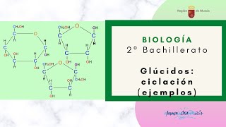 GLÚCIDOS CICLACIÓN EJEMPLOS [upl. by Nireil903]