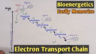 Respiratory Chain  Electron Transport Chain  Class 11 Biology [upl. by Klotz]