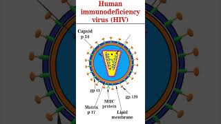 Structure of HIV1 hiv virus [upl. by Veator]