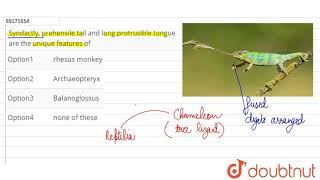 Syndactly prehensile tail and long protrusible tongue ar the unique feathures of [upl. by Mathi]