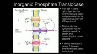 Inorganic Phosphate Translocase [upl. by Alphonso]