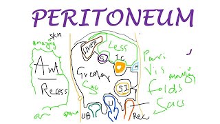 Chp18  PERITONEUM Basic Concepts  BDC Vol2  Abdomen Anatomy  Dr Asif Lectures [upl. by Eslehc]