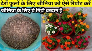 जीनिया से ढेरों फूलों के लिए ये मिट्टी वरदान है  HOW TO REPOT AND CARE OF ZINNIA PLANT [upl. by Haral]