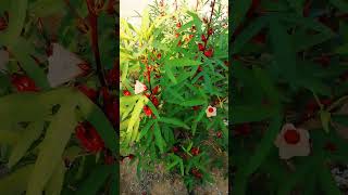 Roselle plant hibiscussabdariffa arabic Karkade medicinal plant medicinalplants roselle [upl. by Taggart728]