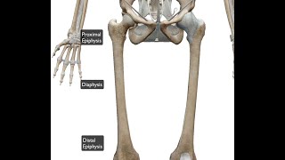 femur distal proximal [upl. by Oetomit]