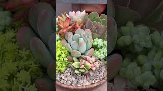 Transform Your Succulent Container Garden with Cascading Succulents [upl. by Rosenblatt]