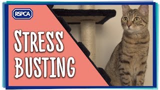 StressBusting for your Cat Ep 3 [upl. by Tenn]