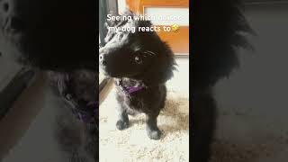 Seeing which noises my dog reacts to [upl. by Alled]