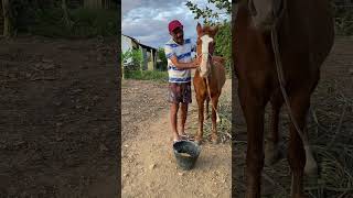 Cavalo comendo capim [upl. by Jillana729]