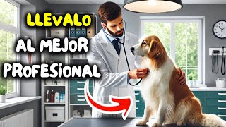 CÓMO ESCOGER VETERINARIO para tu MASCOTA [upl. by Yenot]