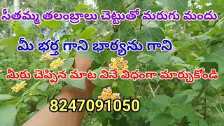 marugu mandu marla mandu  వశీకరణం  8247091050 [upl. by Laved]