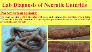 سلسلة تشخيص الامراض البكتيرية فى الدواجن 6 مرض الكلوستريديوم Diagnosis of Nectrotic Enteritis [upl. by Giuseppe100]