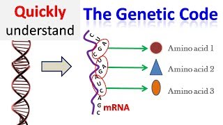 Genetic code [upl. by Nicoline]