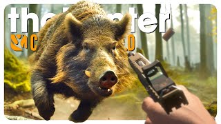 I hunted EVERY pig species in the game  theHunter Call of the Wild [upl. by Kathleen924]