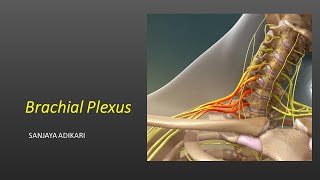 Brachial Plexus [upl. by Ashien]