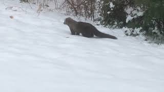 Fisher Cat in my yard [upl. by Nirok]