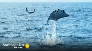 Giant Eagle Rays Launching Themselves into the Air 🌊 Epic Animal Migrations  Smithsonian Channel [upl. by Aitercal]