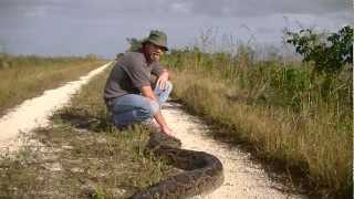 142quot Python Caught in Everglades [upl. by Gone]