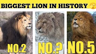 TOP 8 BIGGEST LION IN HISTORY 🔥  दुनिया के सबसे बड़े शेर 🔥 [upl. by Kehr]