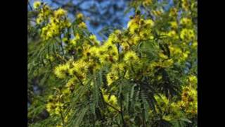 Bracatinga  Mimosa scabrella Melífera Mel de Melato [upl. by Htilil]