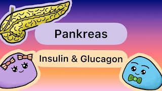 Hormone der BAUCHSPEICHELDRÜSE Insulin amp Glucagon [upl. by Sweyn]