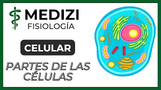 Fisiología Celular  La Célula partes y funciones IGdoctorpaiva [upl. by Stortz]