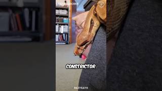 Should you get a boa constrictor as a pet [upl. by Concepcion784]