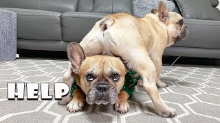 Funny Differences Between Male and Female French Bulldogs [upl. by Aikaz]