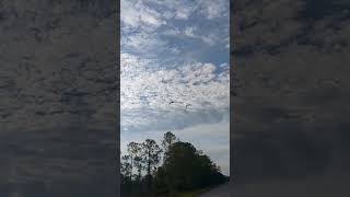 Pterodactyls or sandhill cranes birds florida clouds birdcall [upl. by Chatterjee]