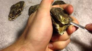 how to shuck an oyster  quick and easy [upl. by Efioa]