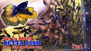 Part 1  How To Betta Fish Breeding  More Than 300 Betta Fry Mustard Gas Rose Tail Halfmoon [upl. by Maillij110]